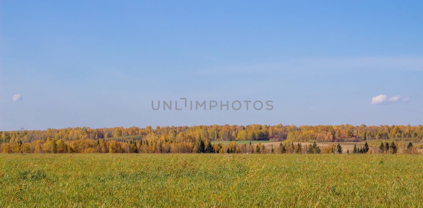 Autumn yellow forest and field. Blue sky with clouds over the forest. The beauty of nature in autumn.
