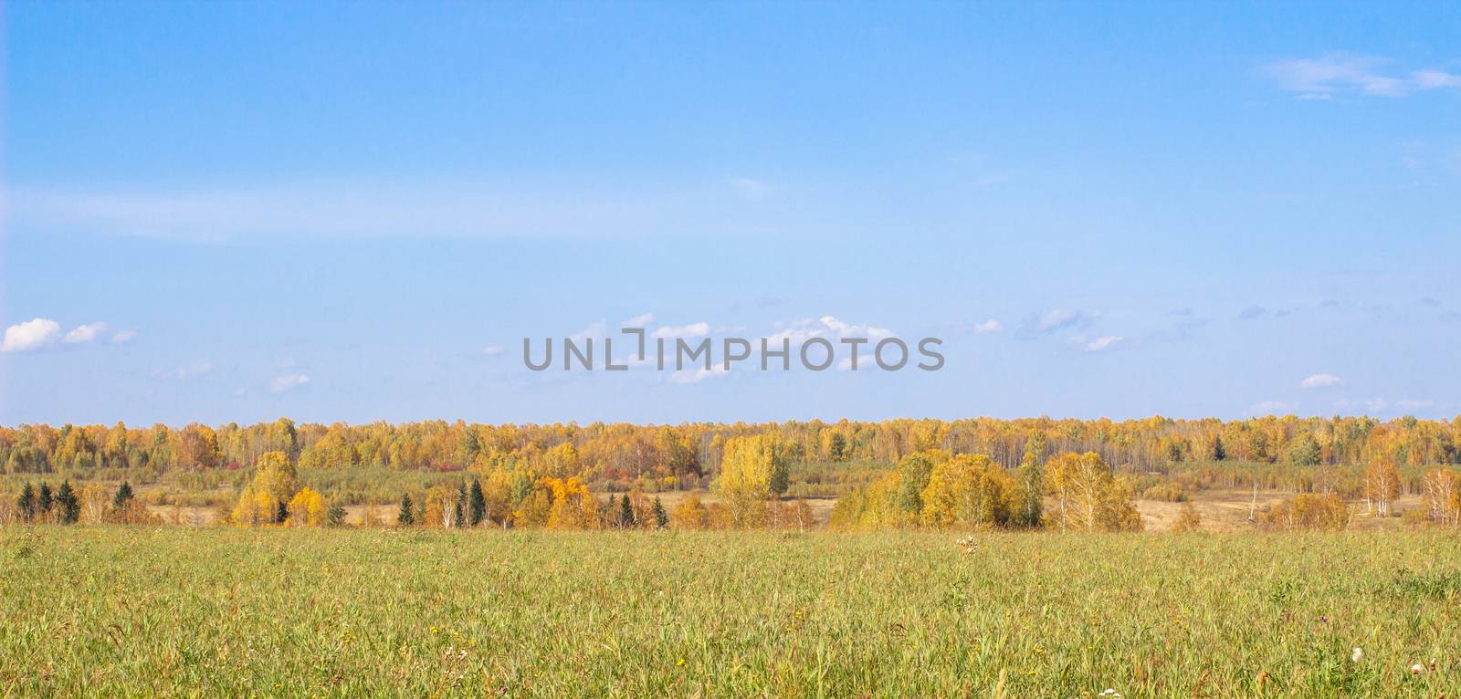 Autumn yellow forest and field. Blue sky with clouds over the forest.  by AnatoliiFoto