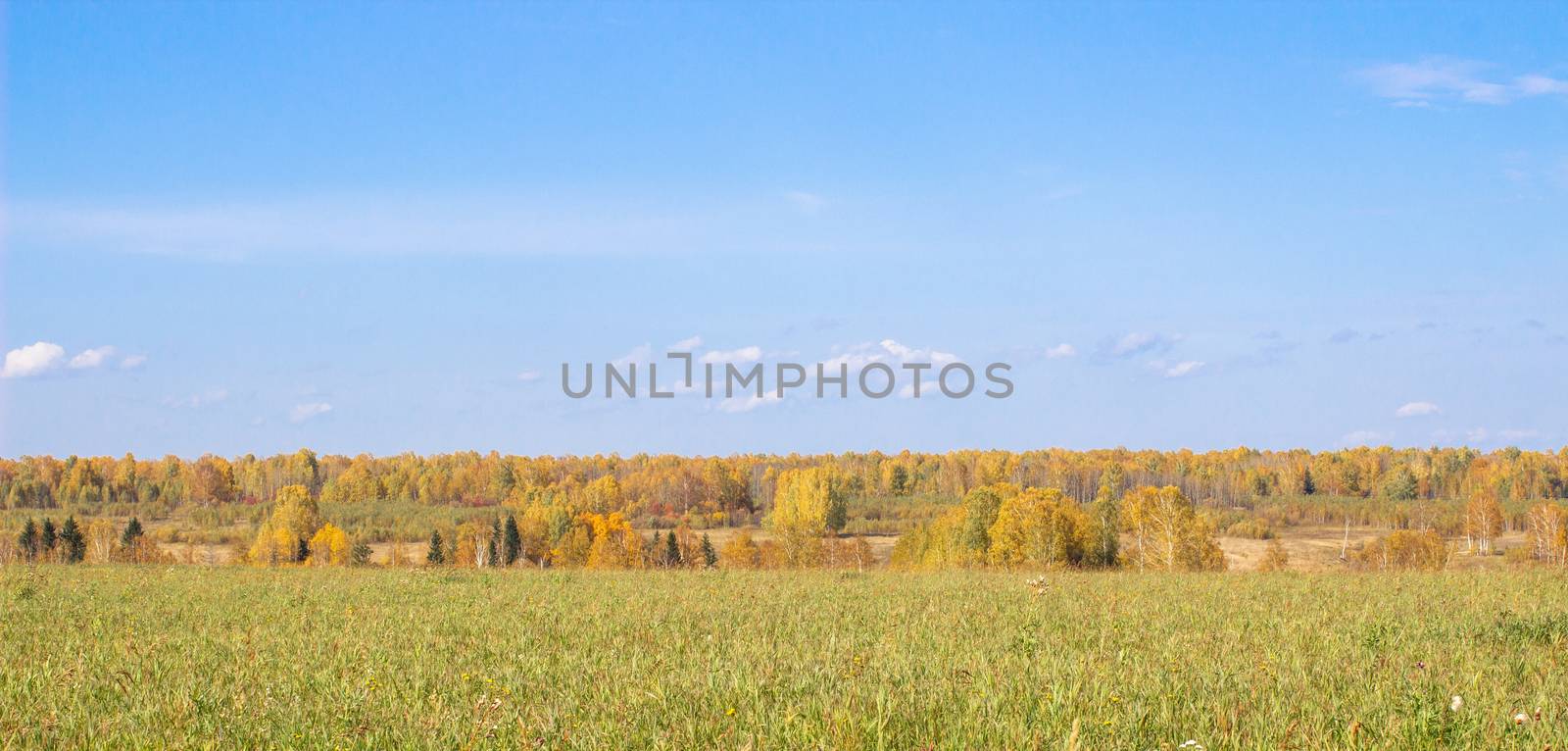 Autumn yellow forest and field. Blue sky with clouds over the forest. The beauty of nature in autumn.