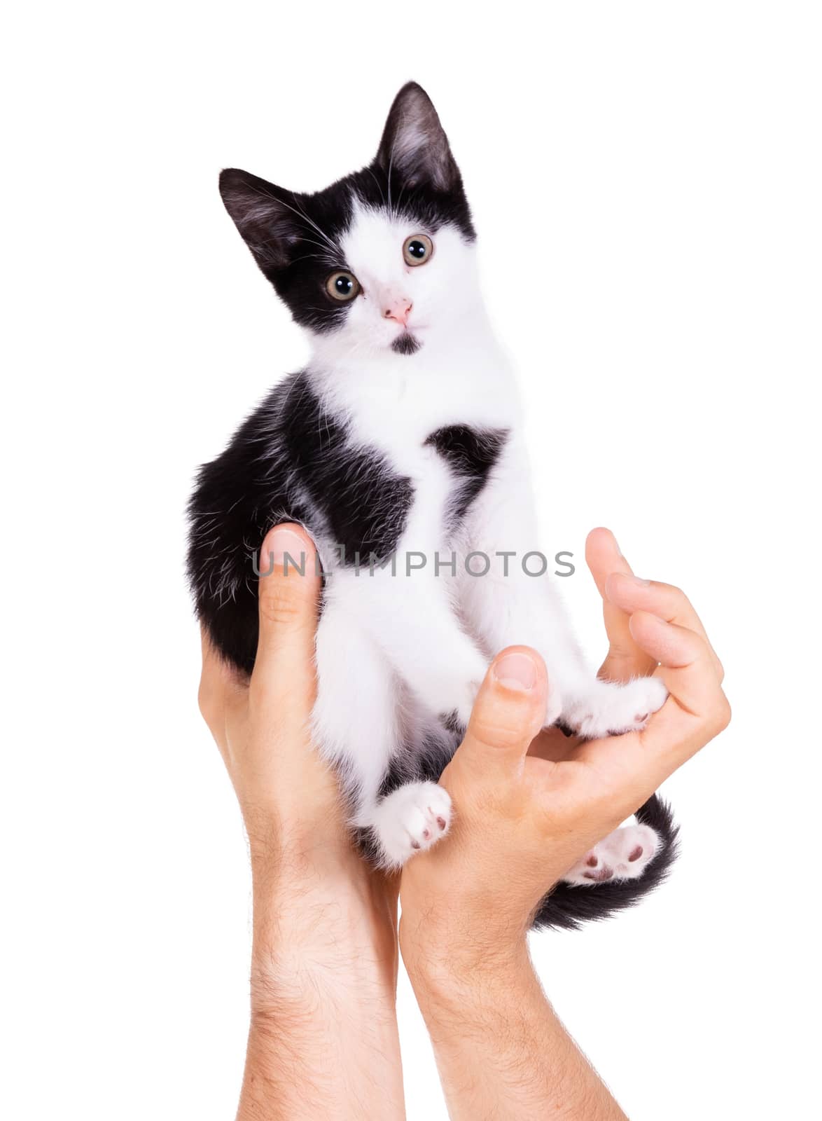 Black and white kitten in the hands of an adult man, isolated