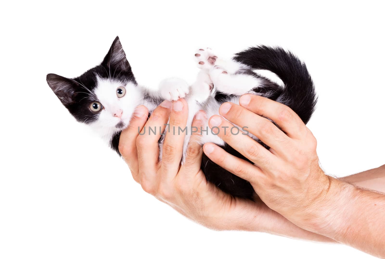 Black and white kitten in the hands of an adult man by michaklootwijk