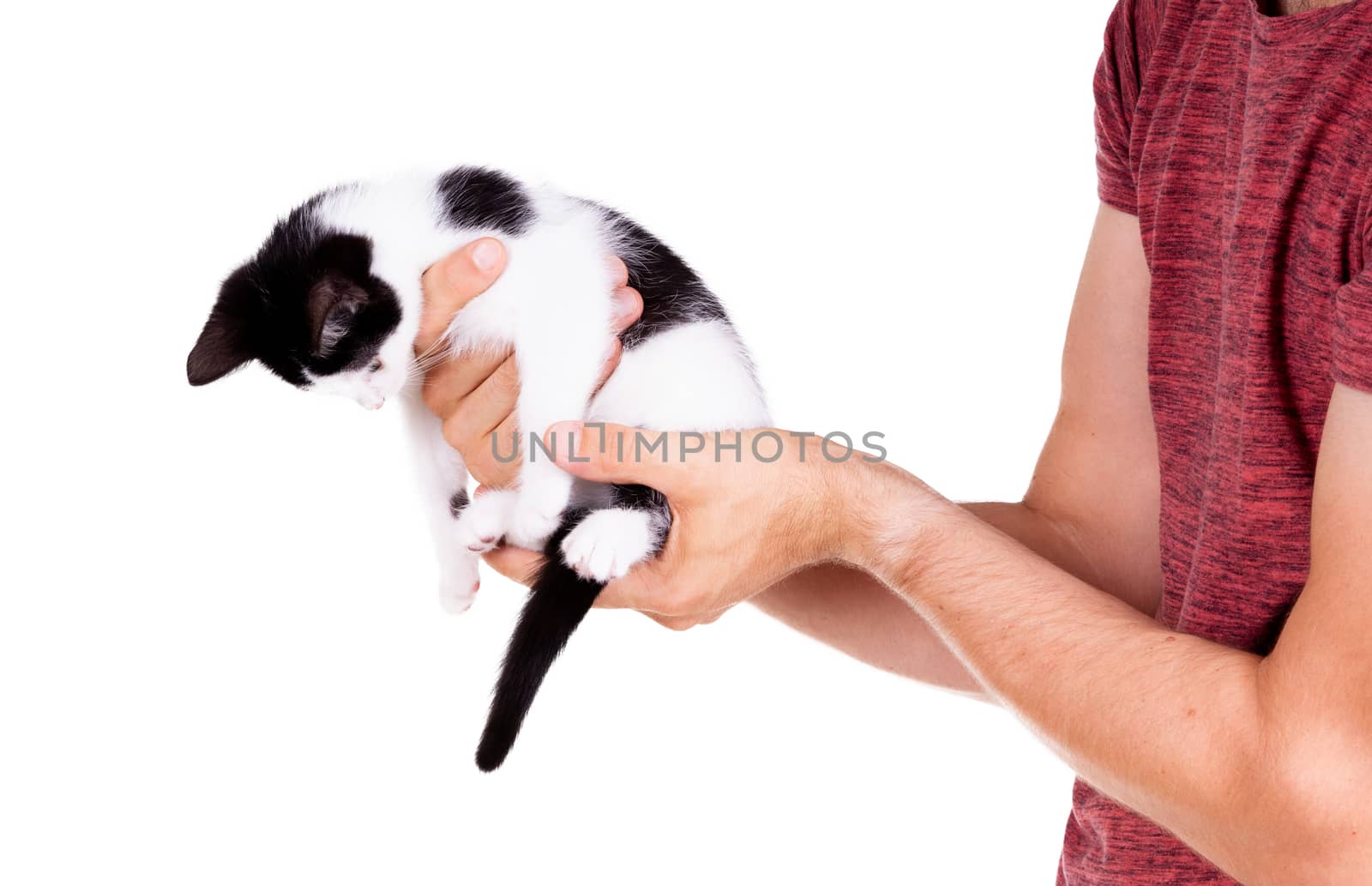 Black and white kitten in the hands of an adult man by michaklootwijk