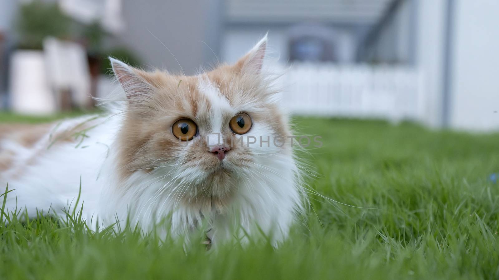 A Persian cat is lying on the grass in the front yard and lookin by Nikkikii