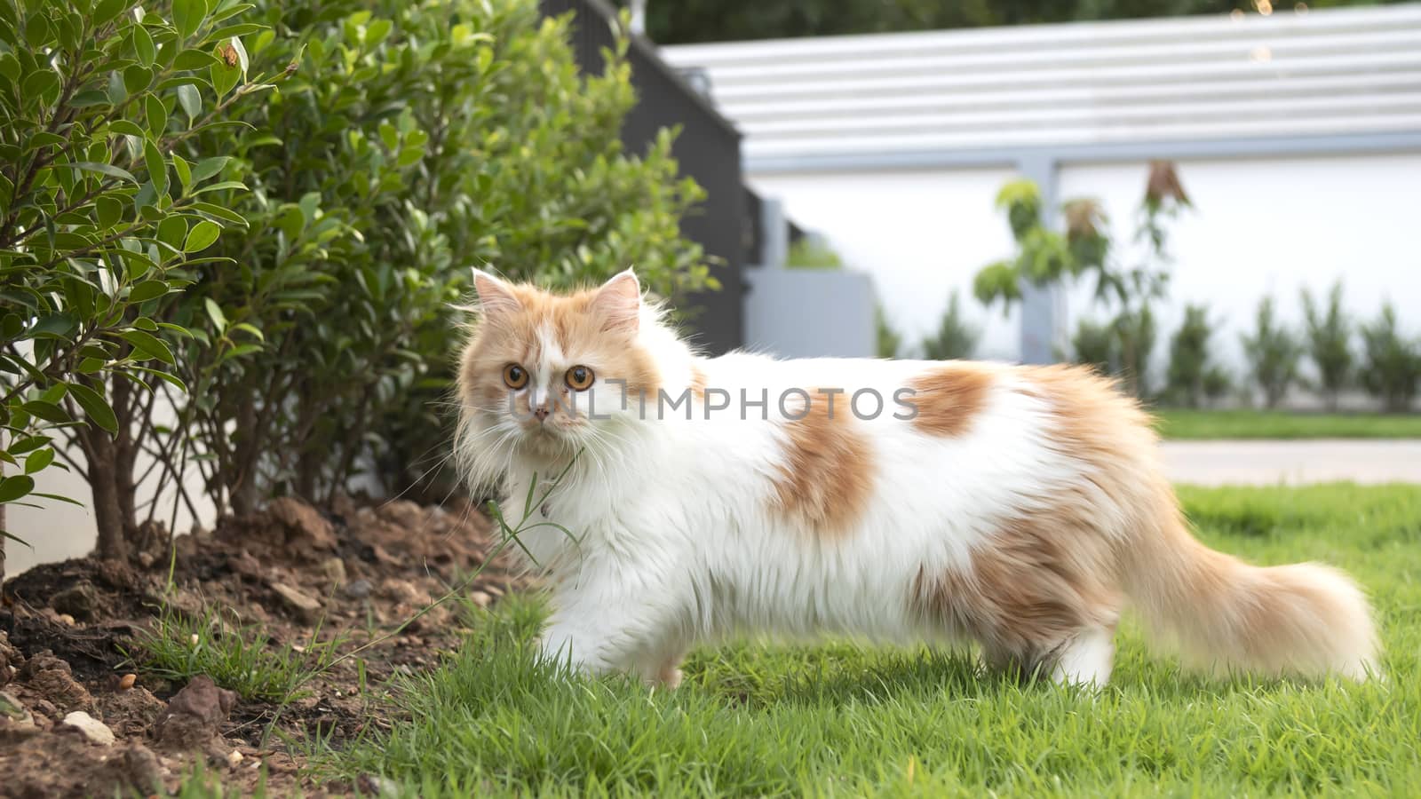 A Persian cat is walking on the grass in the front yard and staring.