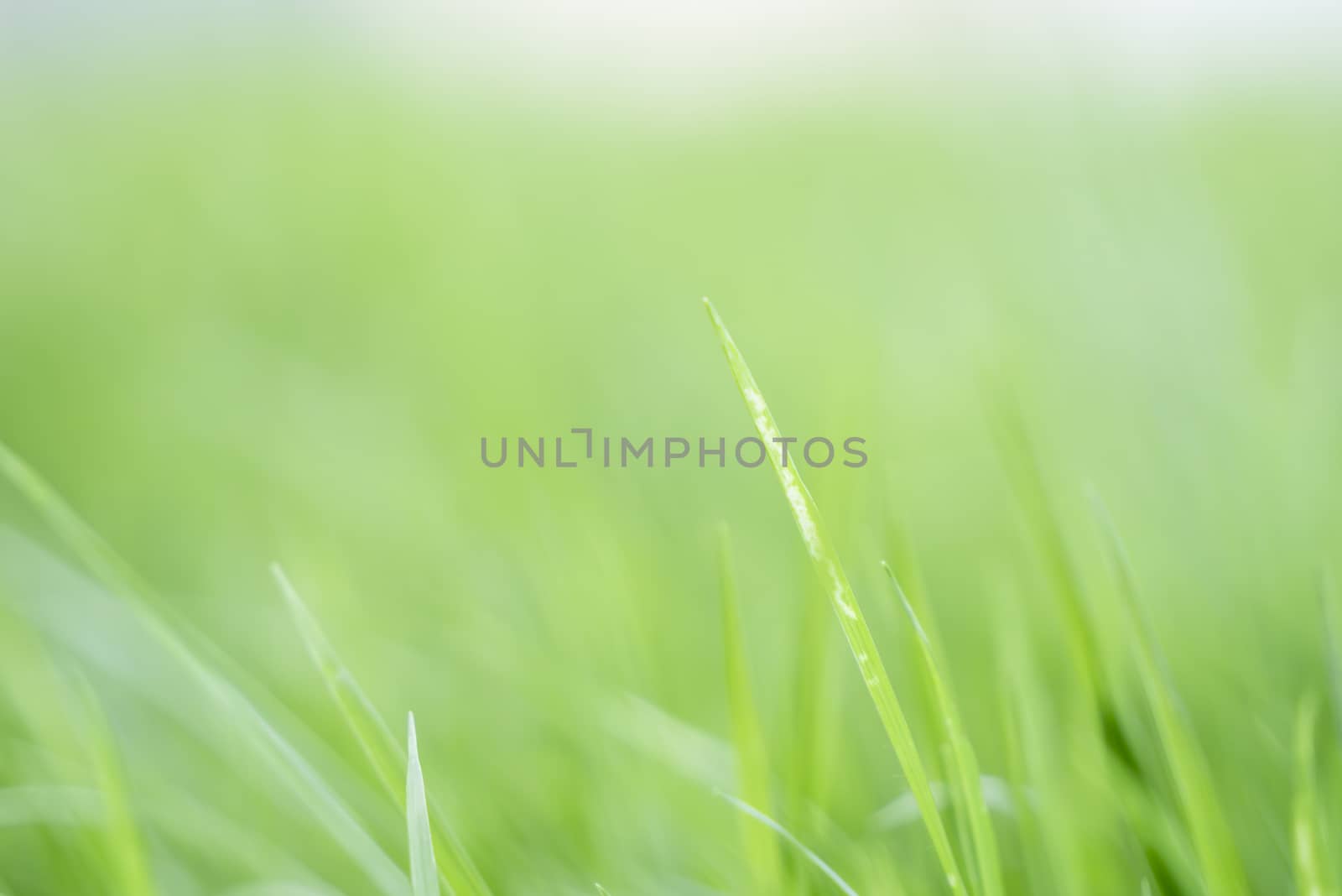 Abstract blurred background of the grass by Nikkikii