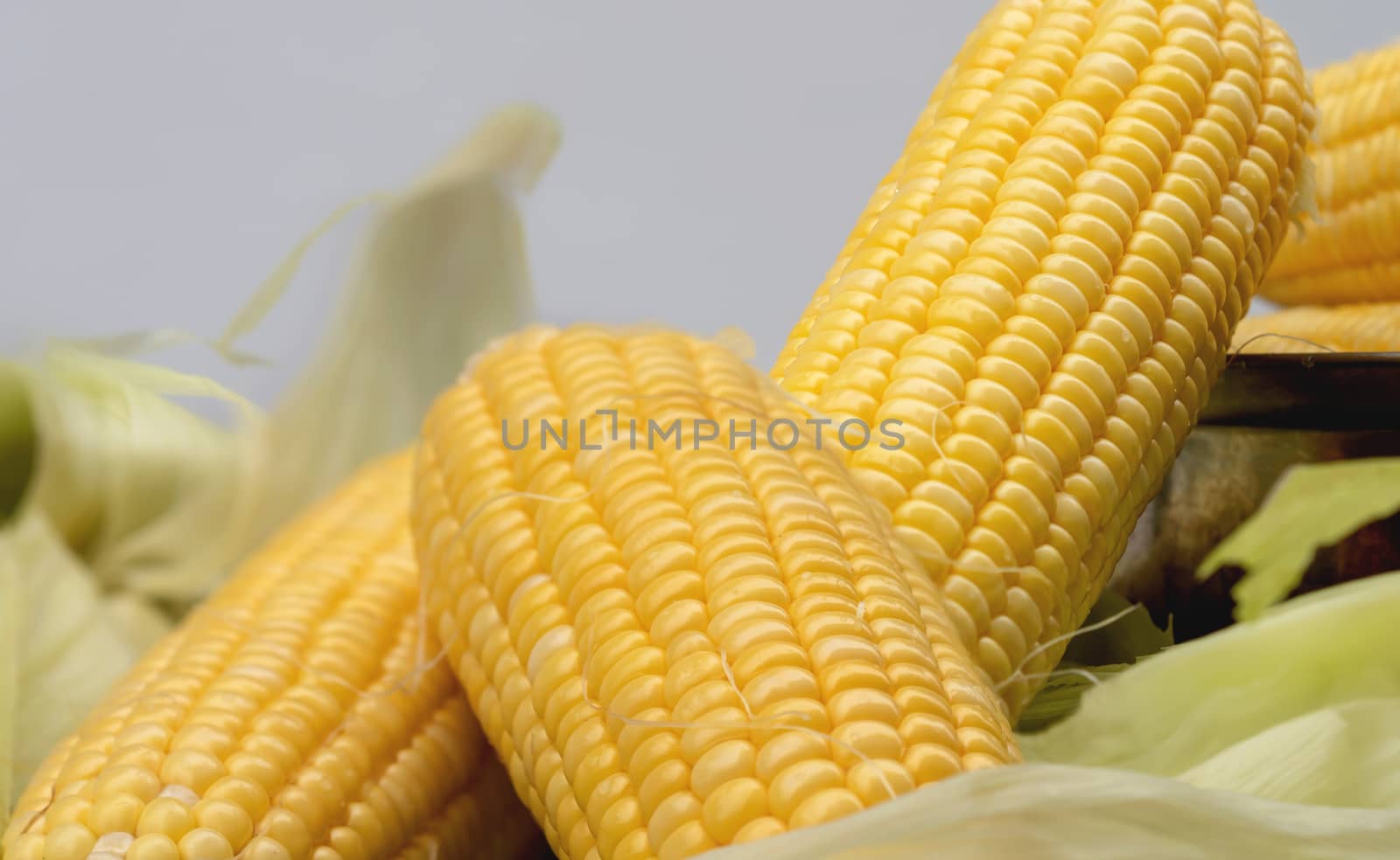 Close-up freshness seeds of sweet corn in a row and water drop on the table. Fresh raw maize with peel in a pot. Corn and cob grain useful.