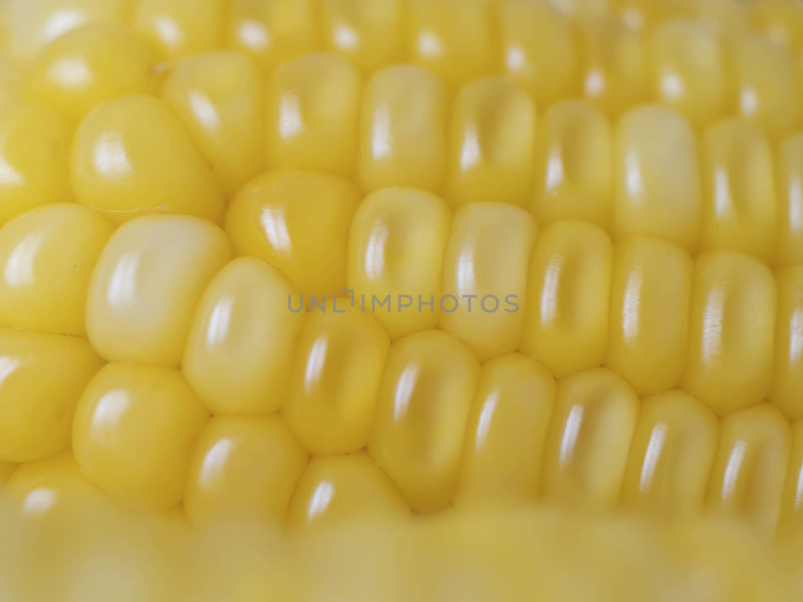 Close-up freshness seeds of sweet corn in a row use for a background. Fresh raw maize with peel in a pot. Corn and cob grain useful.