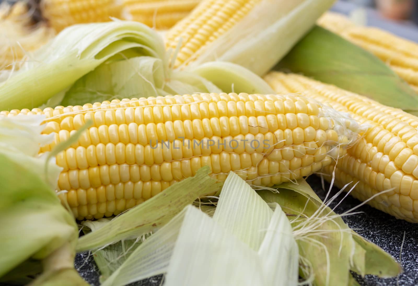 Close-up group sweet corn on the table. Freshness raw maize with peeled. Corn and cob grain useful.