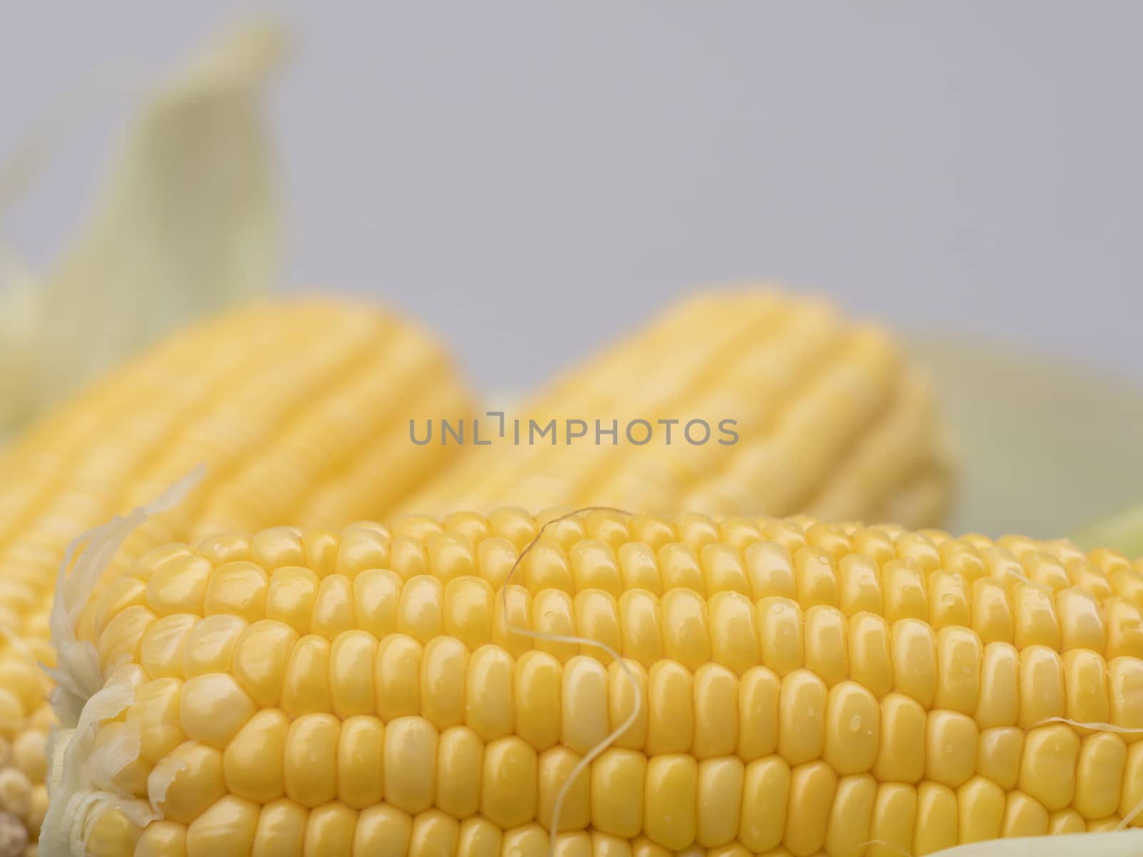 Close-up freshness seeds of sweet corn in a row and water drop with blurred backgrounds. Fresh raw maize with peeled with copy space. Corn and cob grain useful.