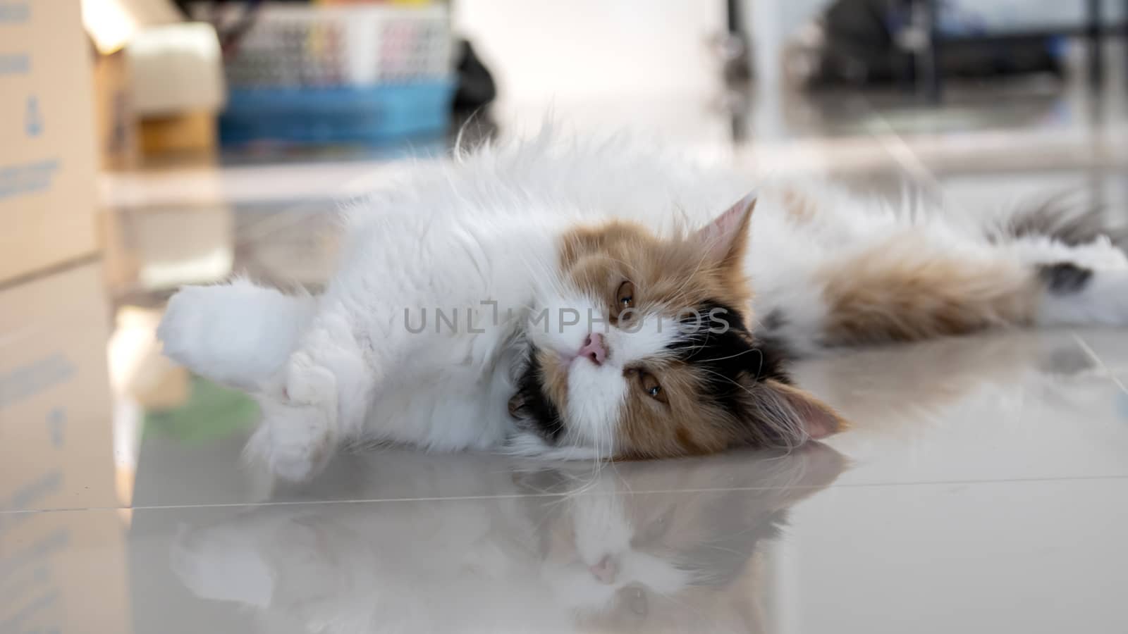 Close-up a Cute Persian cat lying on the floor. Fluffy pet is gazing curiously.