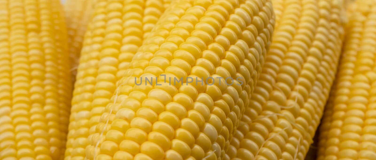 Close-up group sweet corn on the table. Full frame of freshness maize use for backgrounds. Peeled raw corn is grain useful, ready to cook.