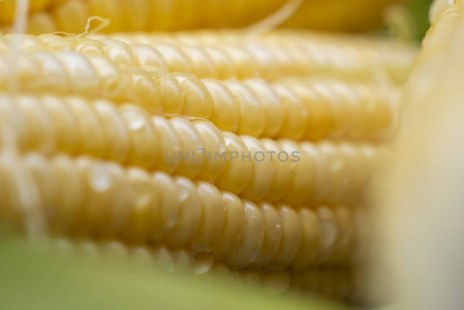 Close-up sweet corn with water drop. Abstract backgrounds of freshness maize. Peeled raw corn, ready to cook, and grain are useful.