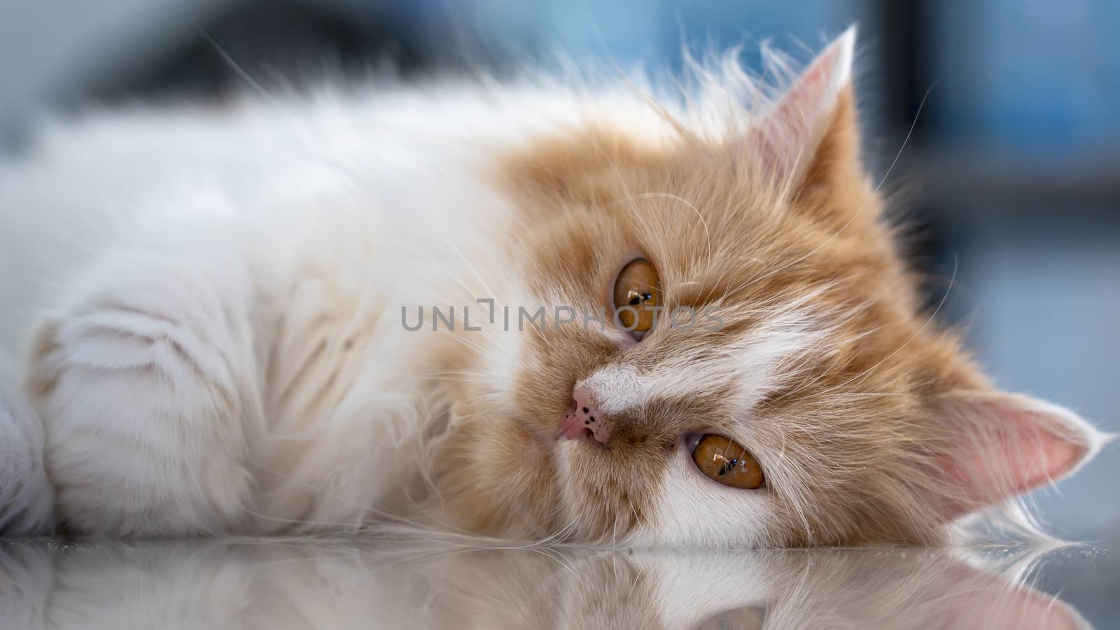 Close-up the faces of a Persian cat lying on the floor