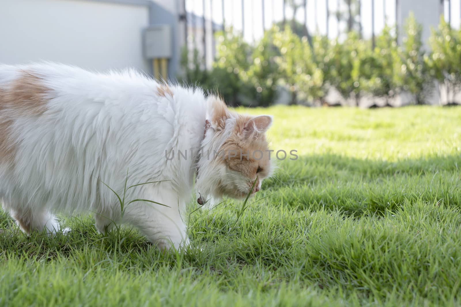 The Persian cat is eating fresh grass on the lawn front. The health of pets concept.