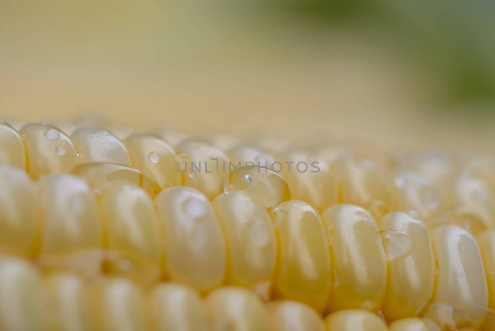 Close-up sweet corn with water drop by Nikkikii