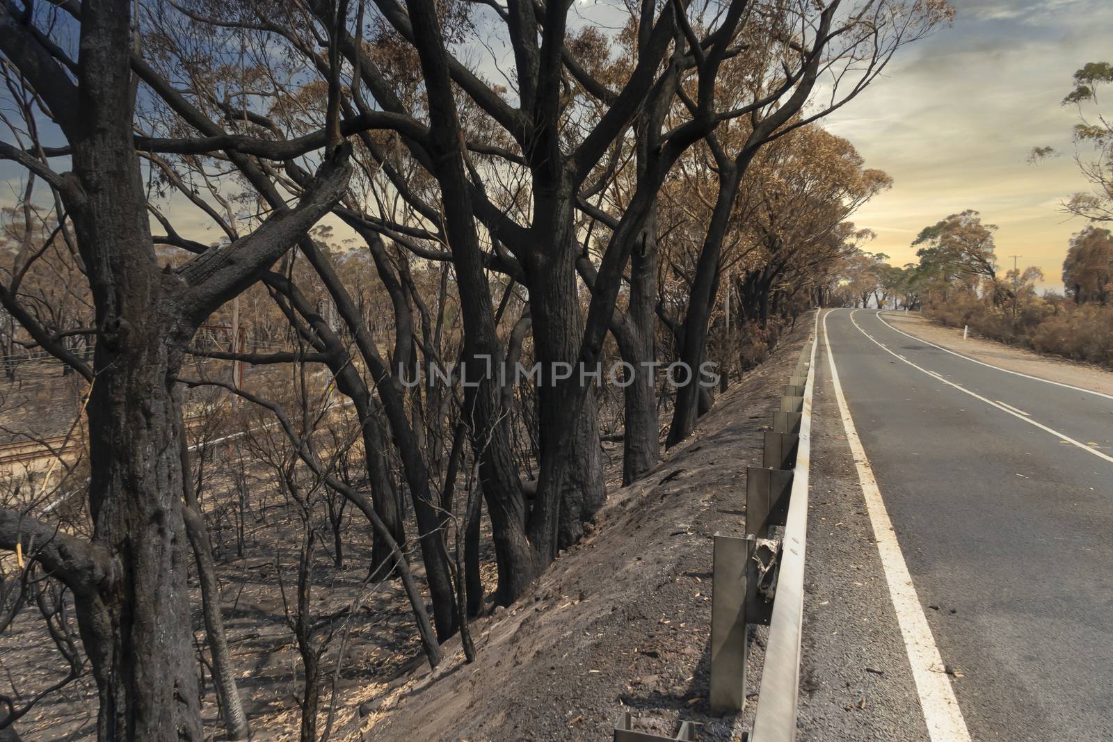 Gum trees burnt alongside a road in the bushfires in The Blue Mountains in Australia