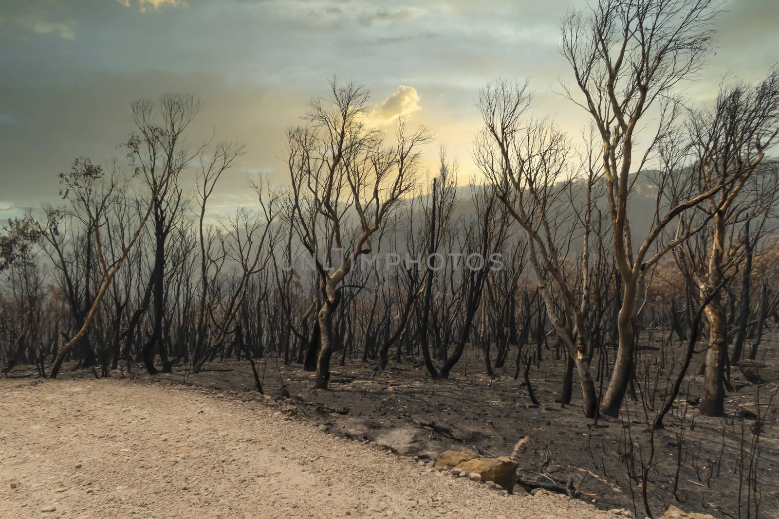 Gum trees burnt alongside a road in the bushfires in The Blue Mountains in Australia