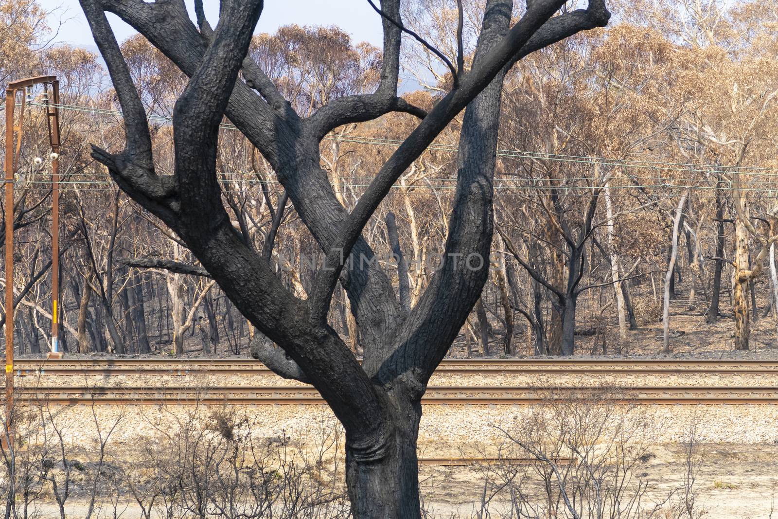 Gum trees burnt alongside a train track in the bushfires in The Blue Mountains in Australia