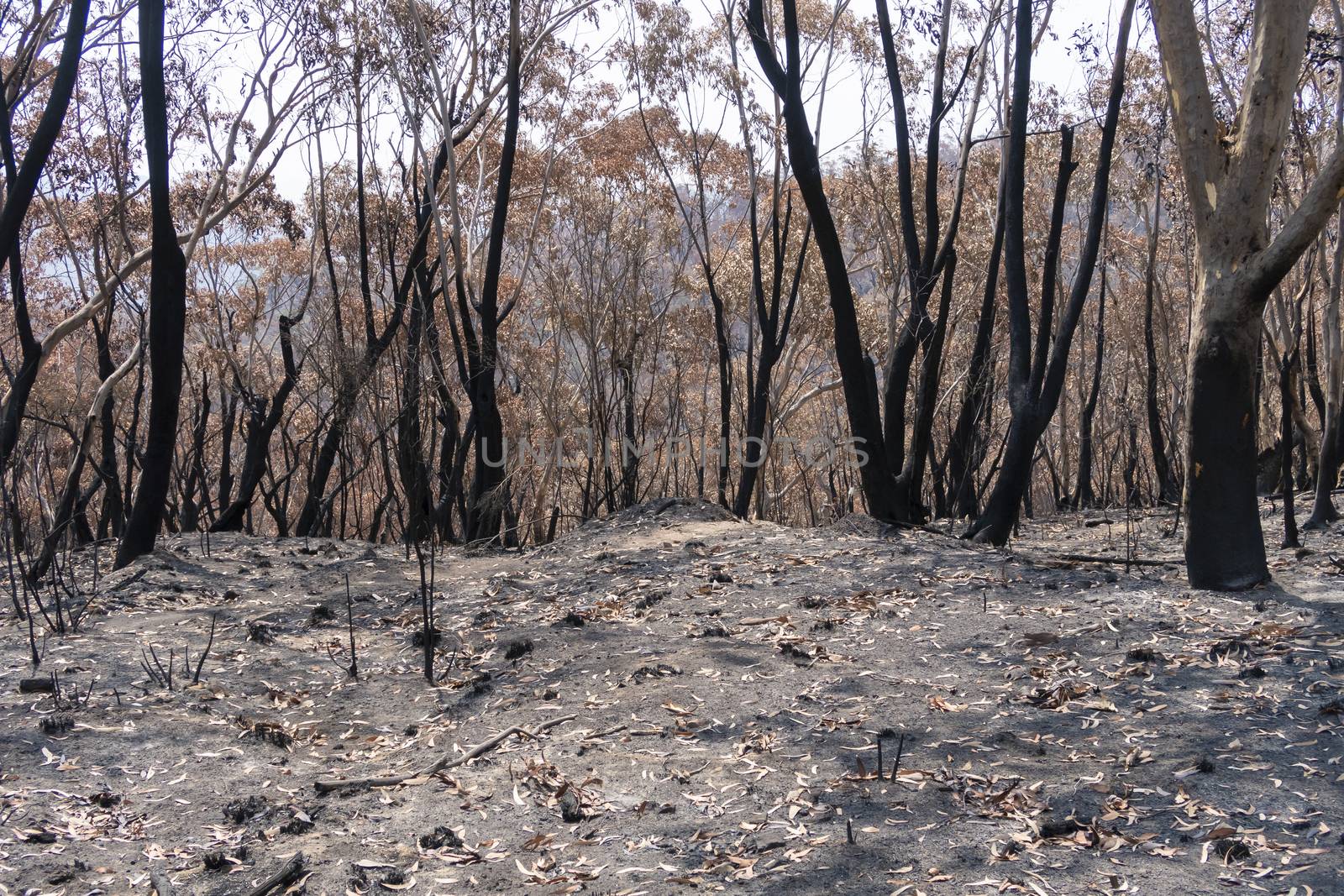 Gum trees burnt in the bushfires in The Blue Mountains in Australia