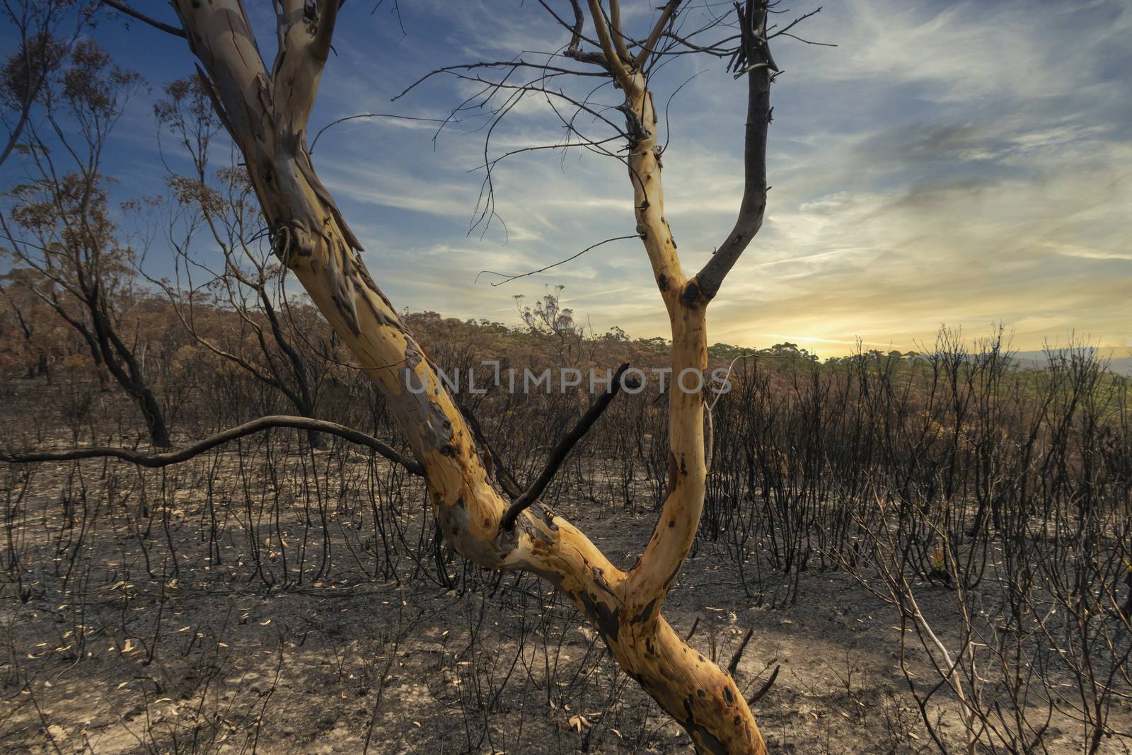 Gum trees burnt in the bushfires in The Blue Mountains in Australia