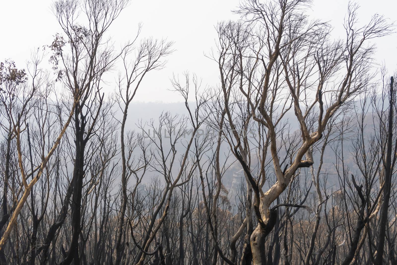 Gum trees burnt in the bushfires in The Blue Mountains in Australia