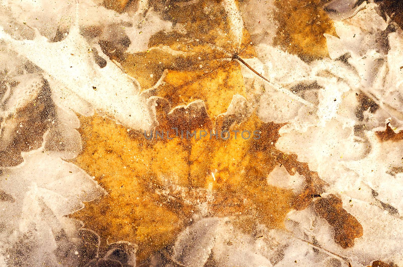 Late autumn. Texture of the yellow leaves under solid ice. by KajaNi