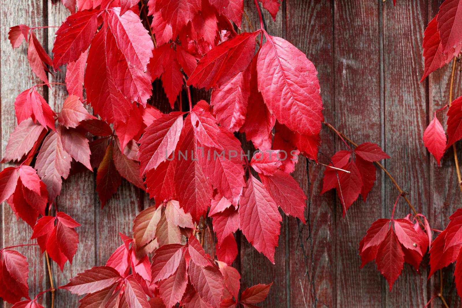 Autumn Leaves Background by kvkirillov