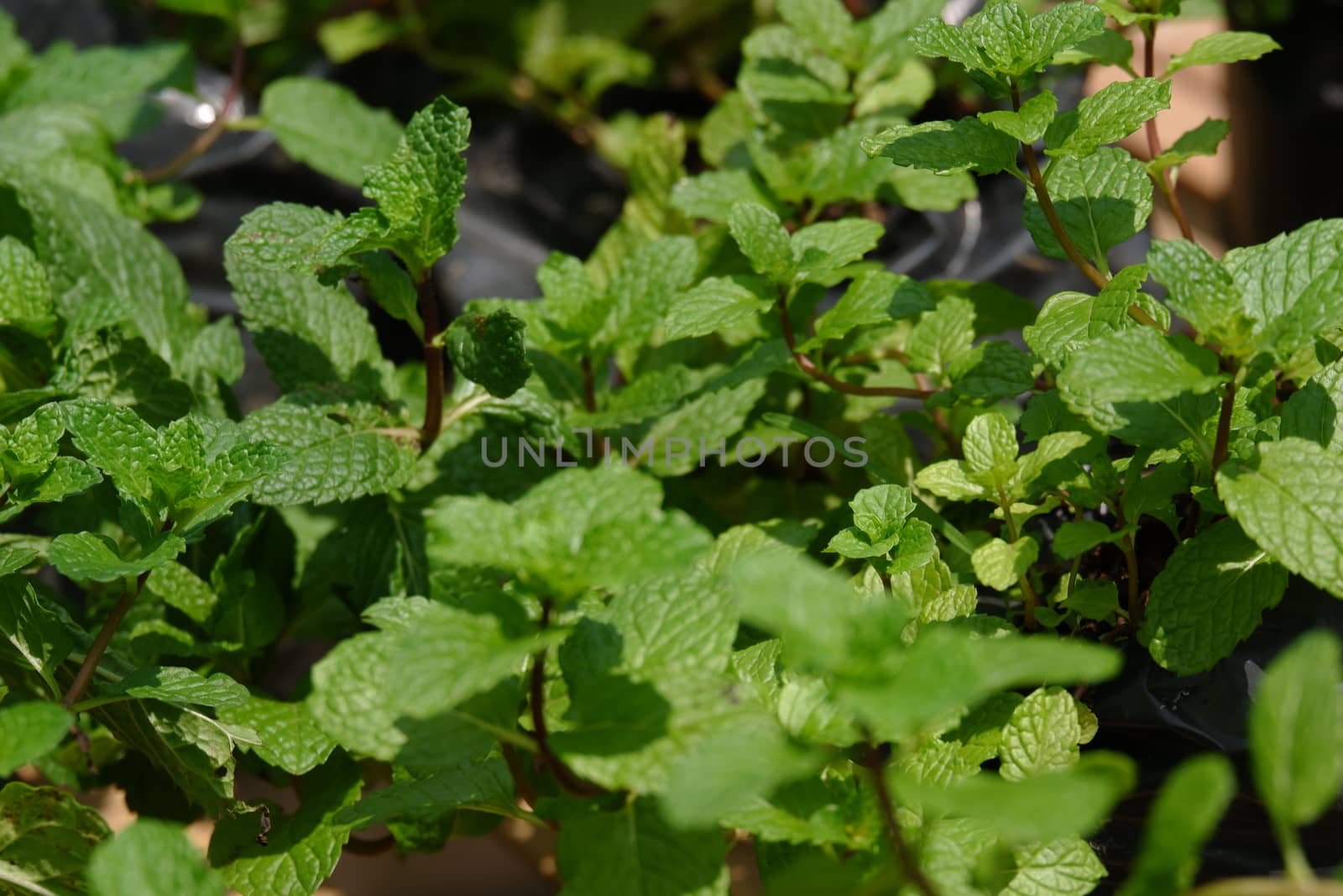 Close up view of fresh Peppermint leaves. It is a hybrid mint, a cross between watermint and spearmint. The plant is now widely spread and cultivated in many regions of the world
