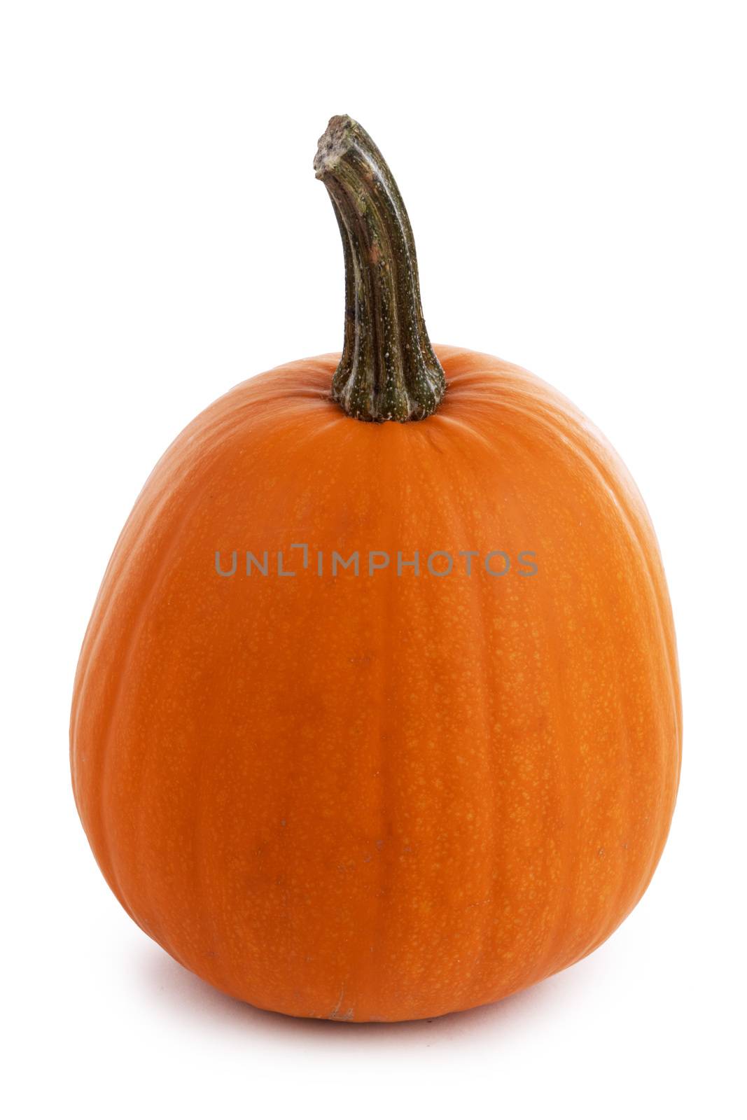 One perfect orange pumpkin closeup isolated on white background
