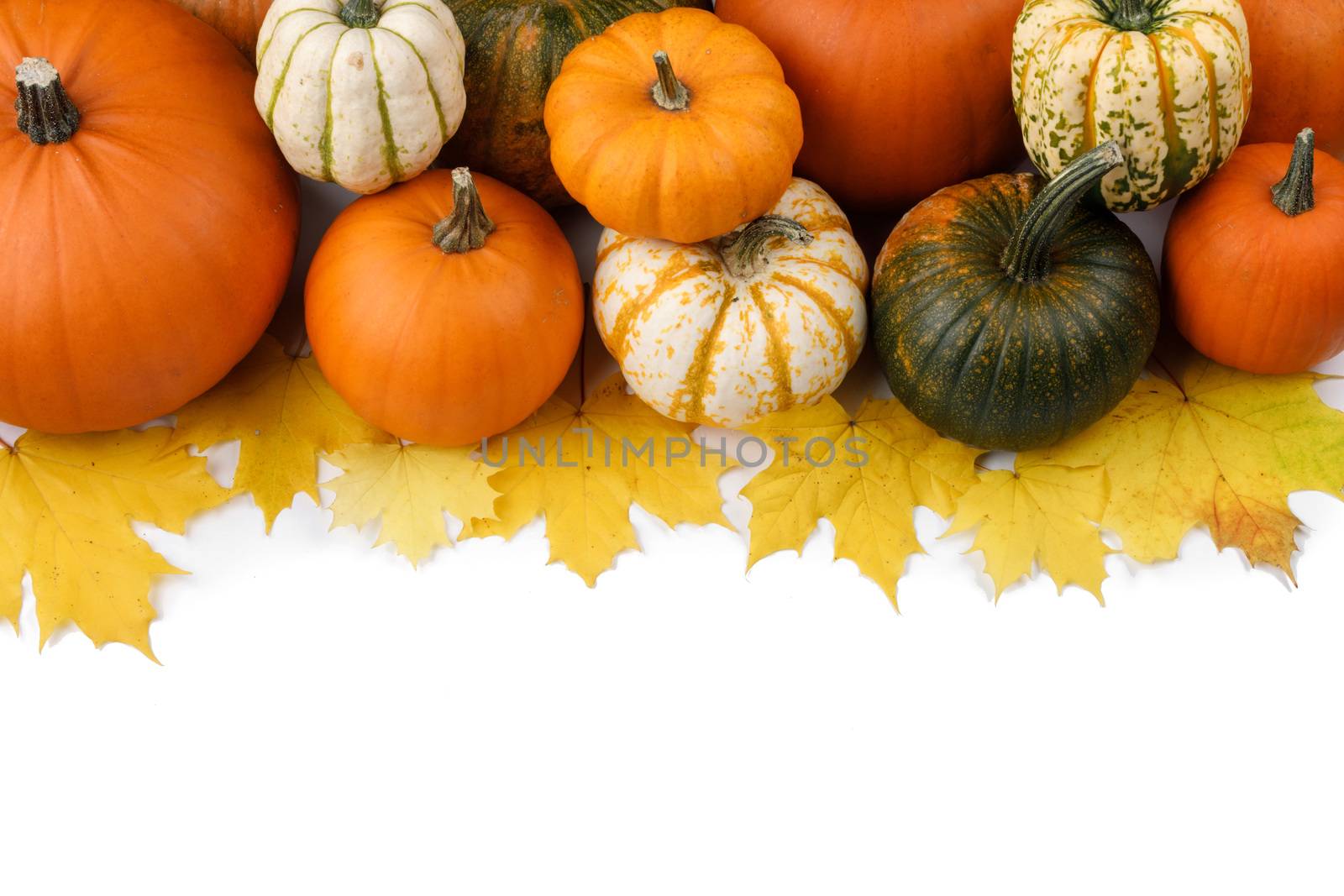 Many colorful pumpkins and maple leaves frame isolated on white background , autumn harvest , Halloween or Thanksgiving concept