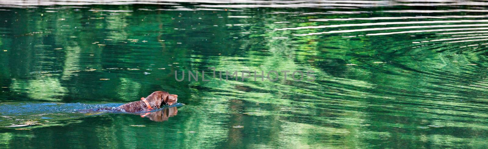 A hunting dog spaniel swims along a forest lake to the center of concentric circles on the water surface. by Sergii