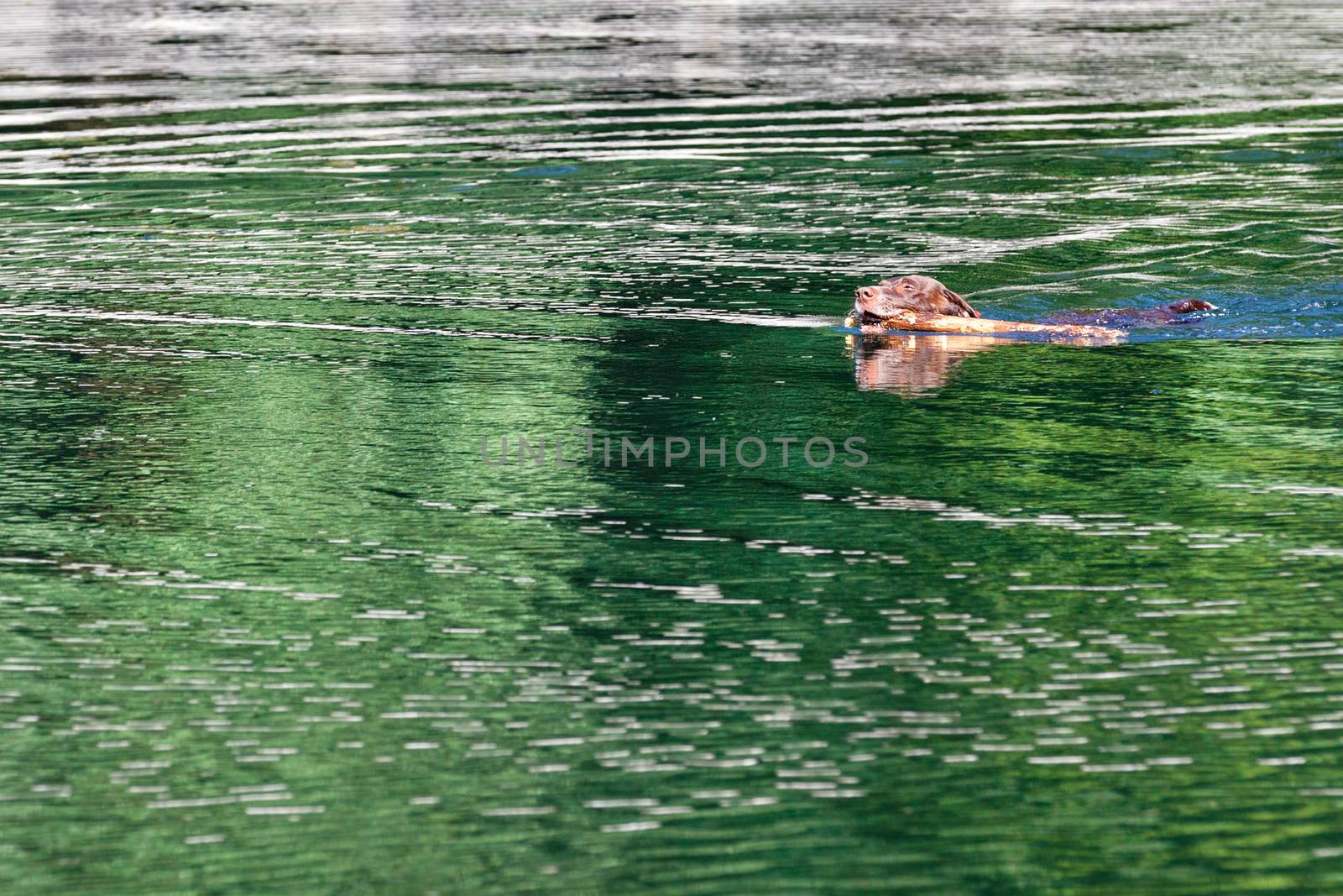 A hunting dog spaniel swims along a forest lake. by Sergii