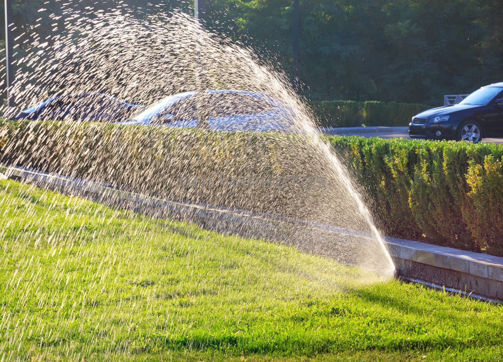 A beautiful spray fountain from an automatic sprinkler irrigates the lawn against a backdrop of clipped bushes in a city parking lot on a bright sunny day, copy space.