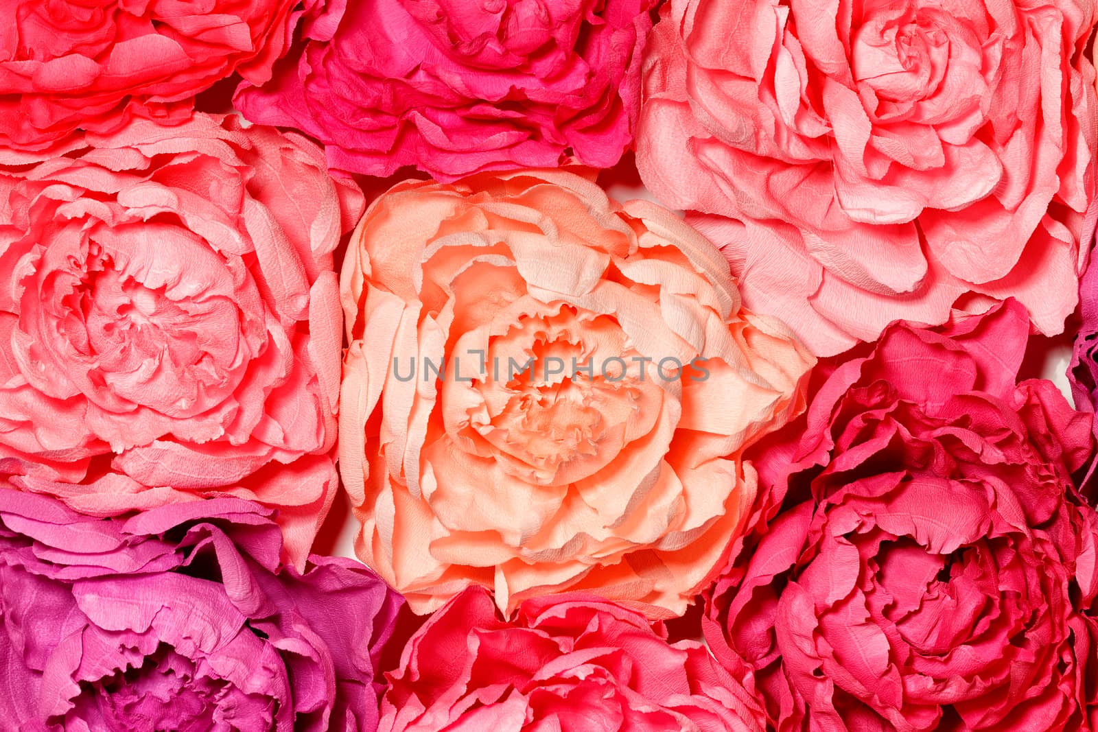 Background and texture of artificial bright colorful red, pink, orange flowers of decorative flowers of dahlia buds.