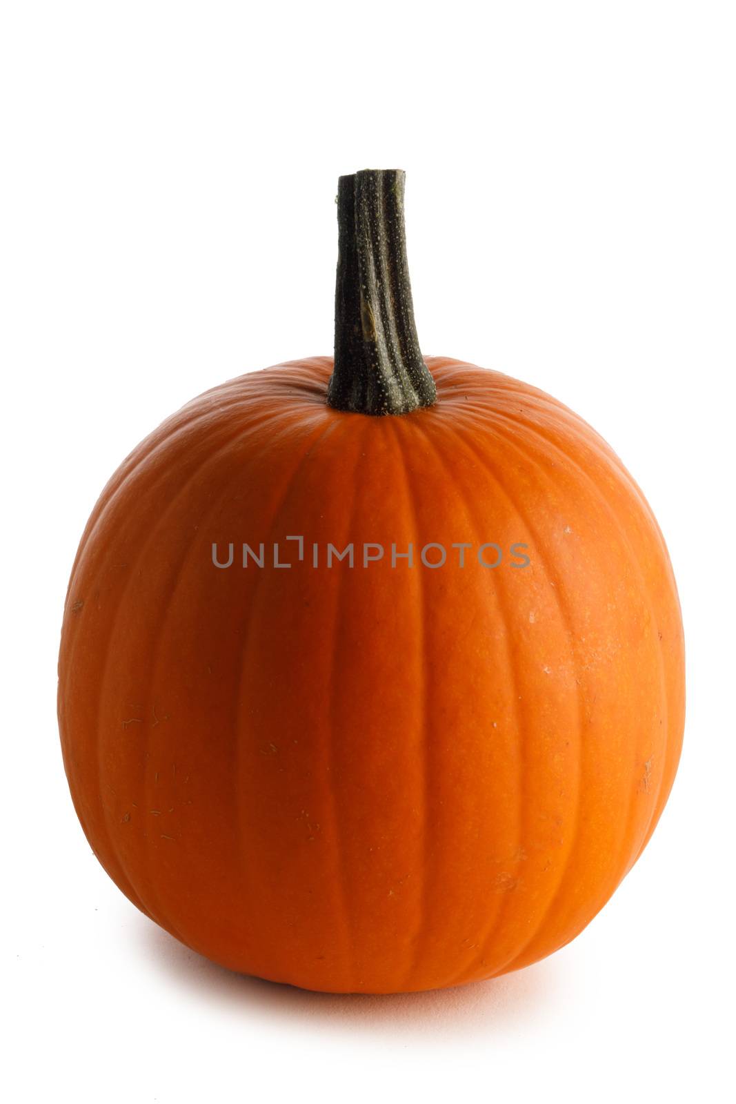 One orange pumpkin by Yellowj