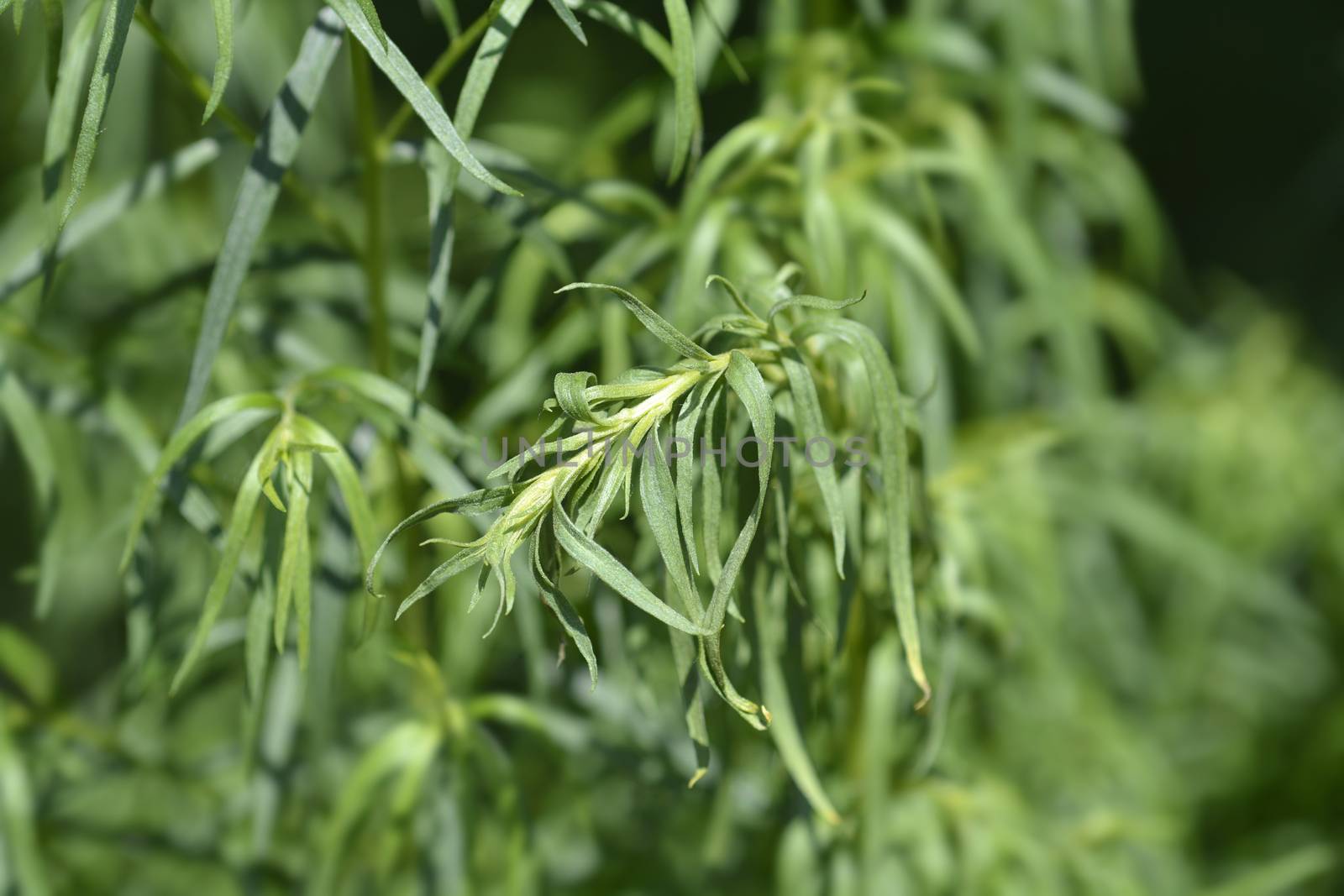 Tarragon leaves - Latin name - Artemisia dracunculus
