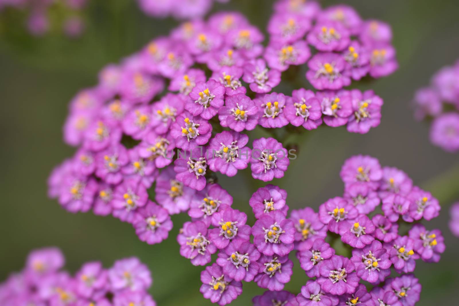 Summer Pastels Yarrow - Latin name - Achillea millefolium Summer Pastels