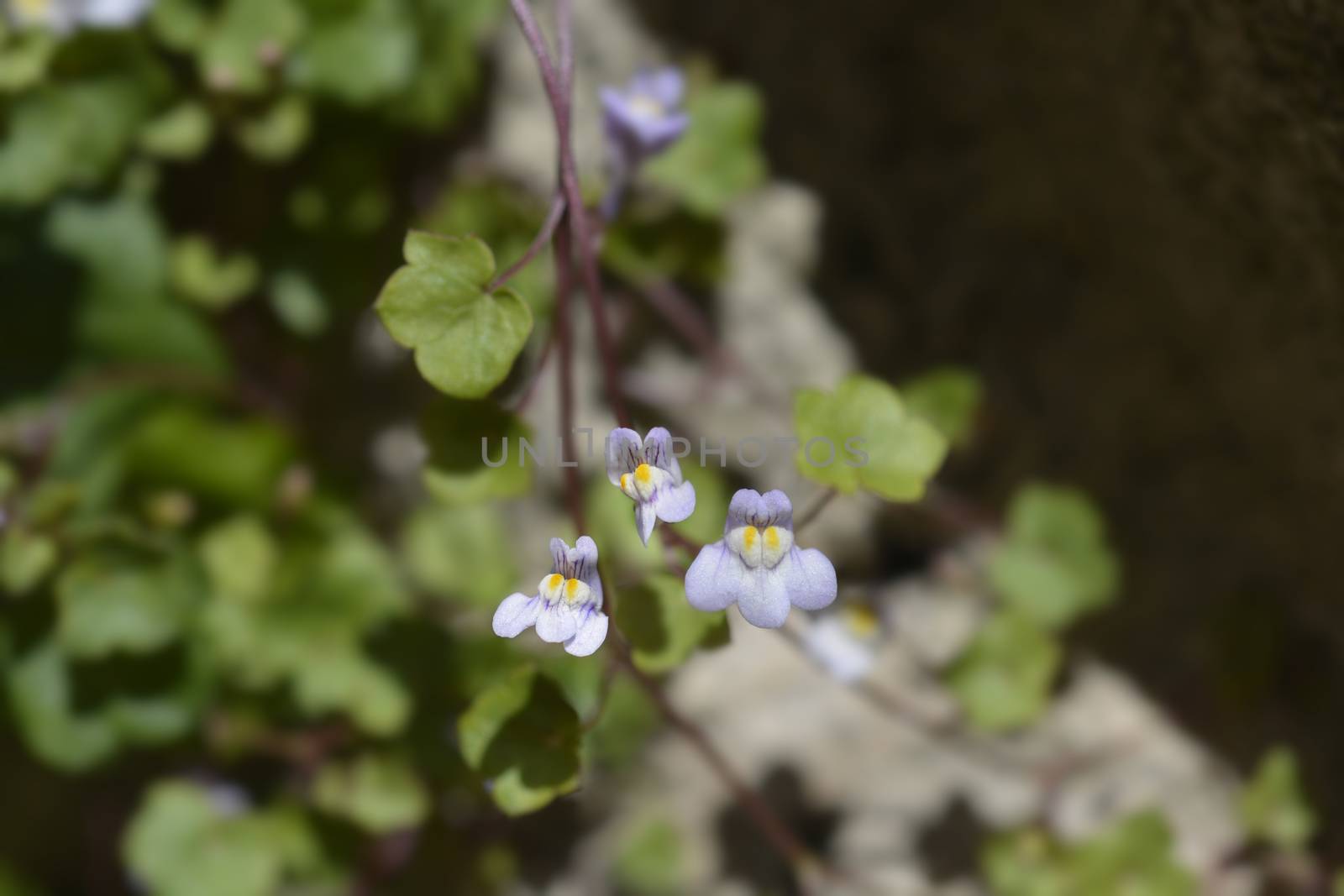 Kenilworth Ivy small flowers - Latin name - Cymbalaria muralis