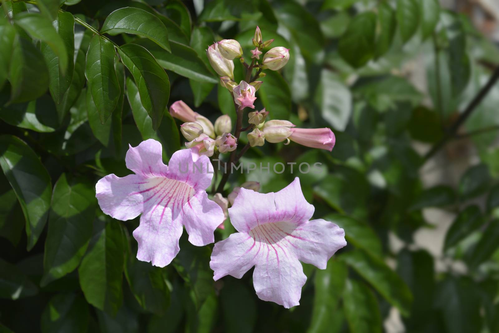 Pink trumpet vine - Latin name - Podranea ricasoliana