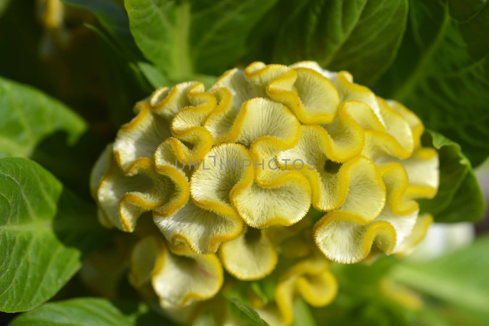 Twisted Yellow Cockscomb - Latin name - Celosia argentea var. cristata Twisted Yellow