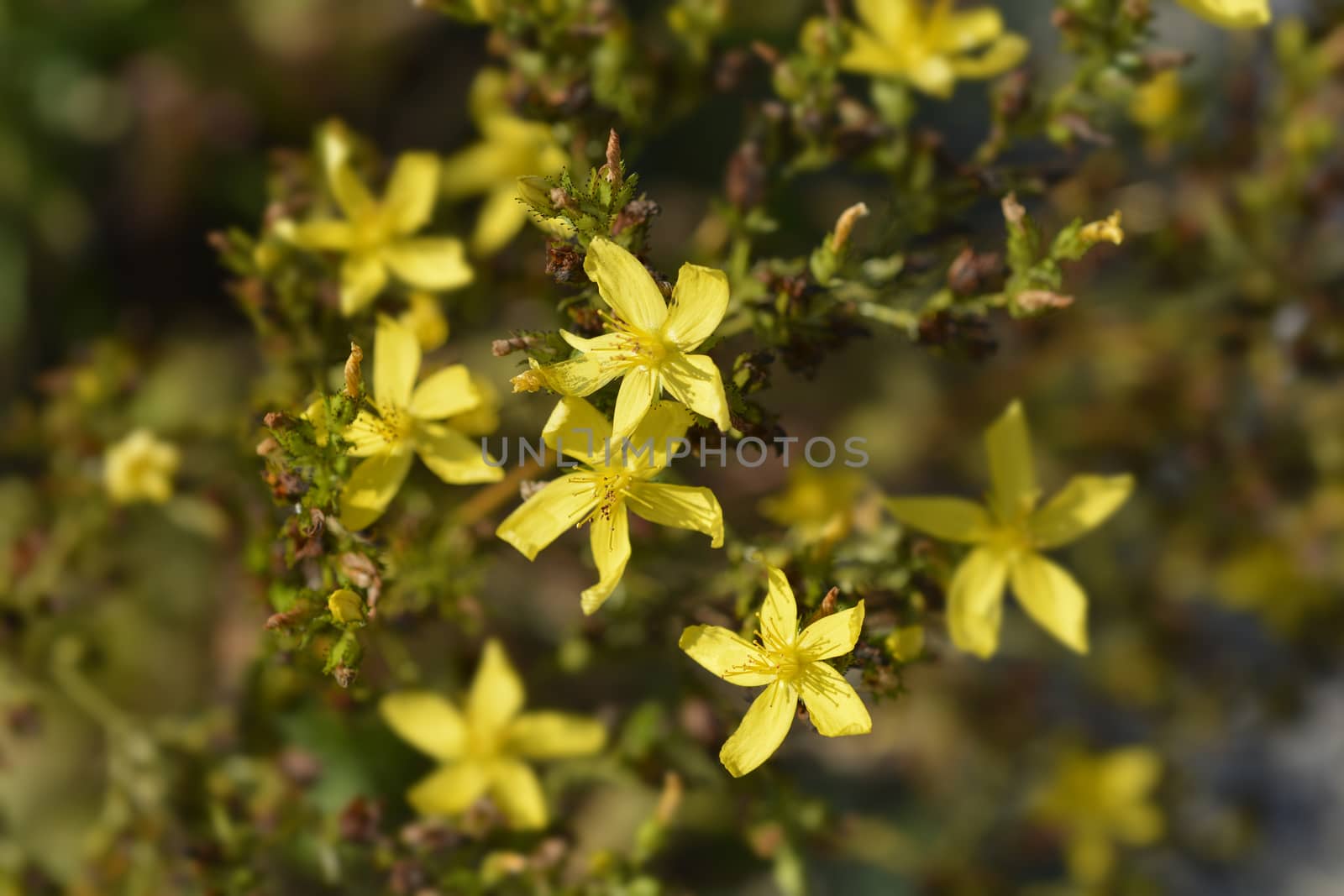 Mountain St Johns Wort - Latin name - Hypericum montanum