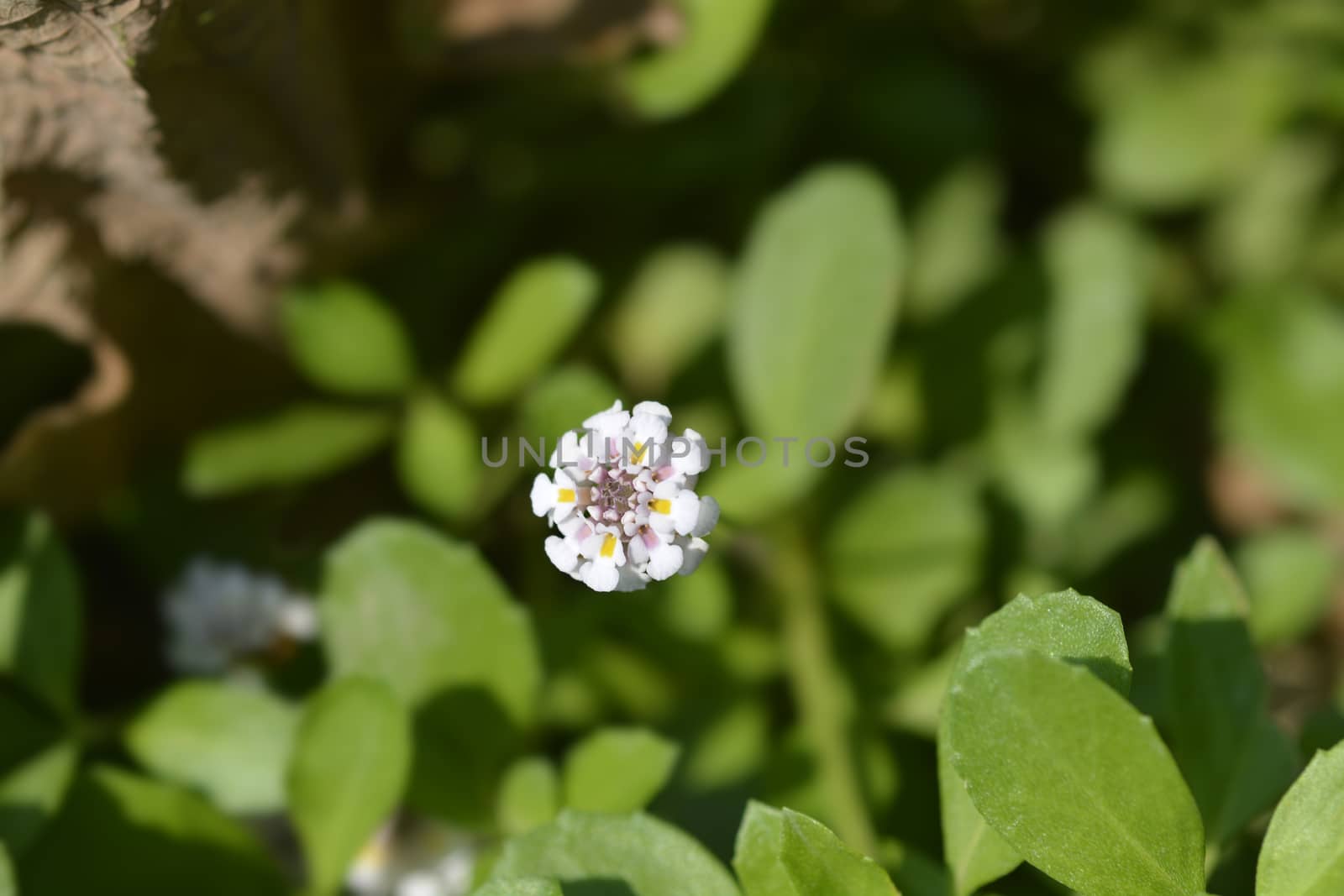 Sawtooth frogfruit - Latin name - Phyla nodiflora