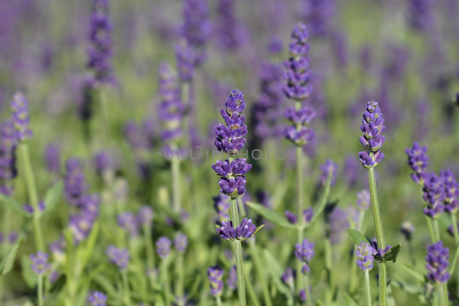 English lavender Ellagance Purple - Latin name - Lavandula angustifolia Ellagance Purple