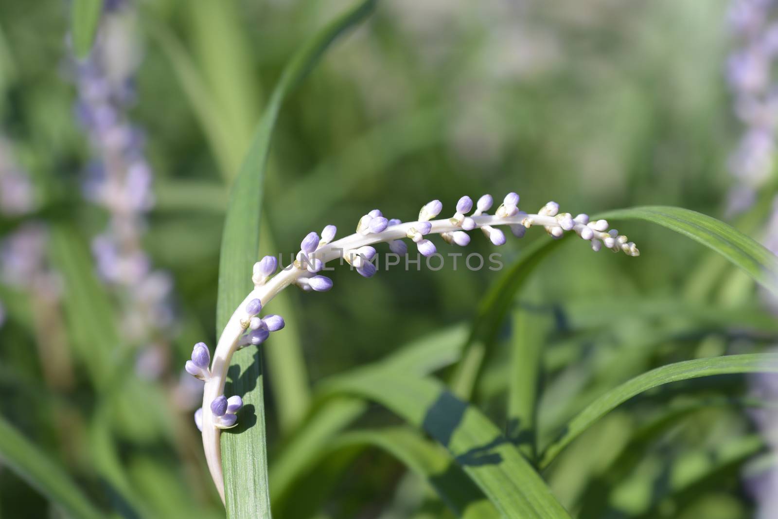 Big Blue Lily Turf flower buds - Latin name - Liriope muscari Big Blue