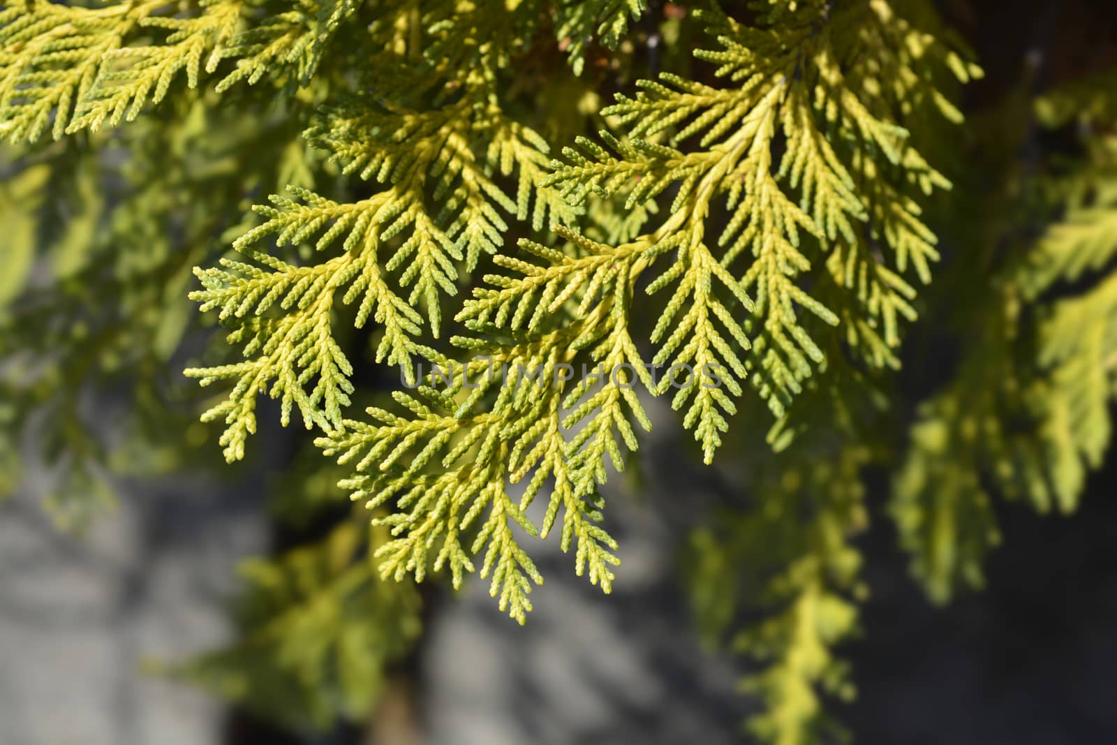 Lawsons Cypress Sunkist - Latin name - Chamaecyparis lawsoniana Sunkist