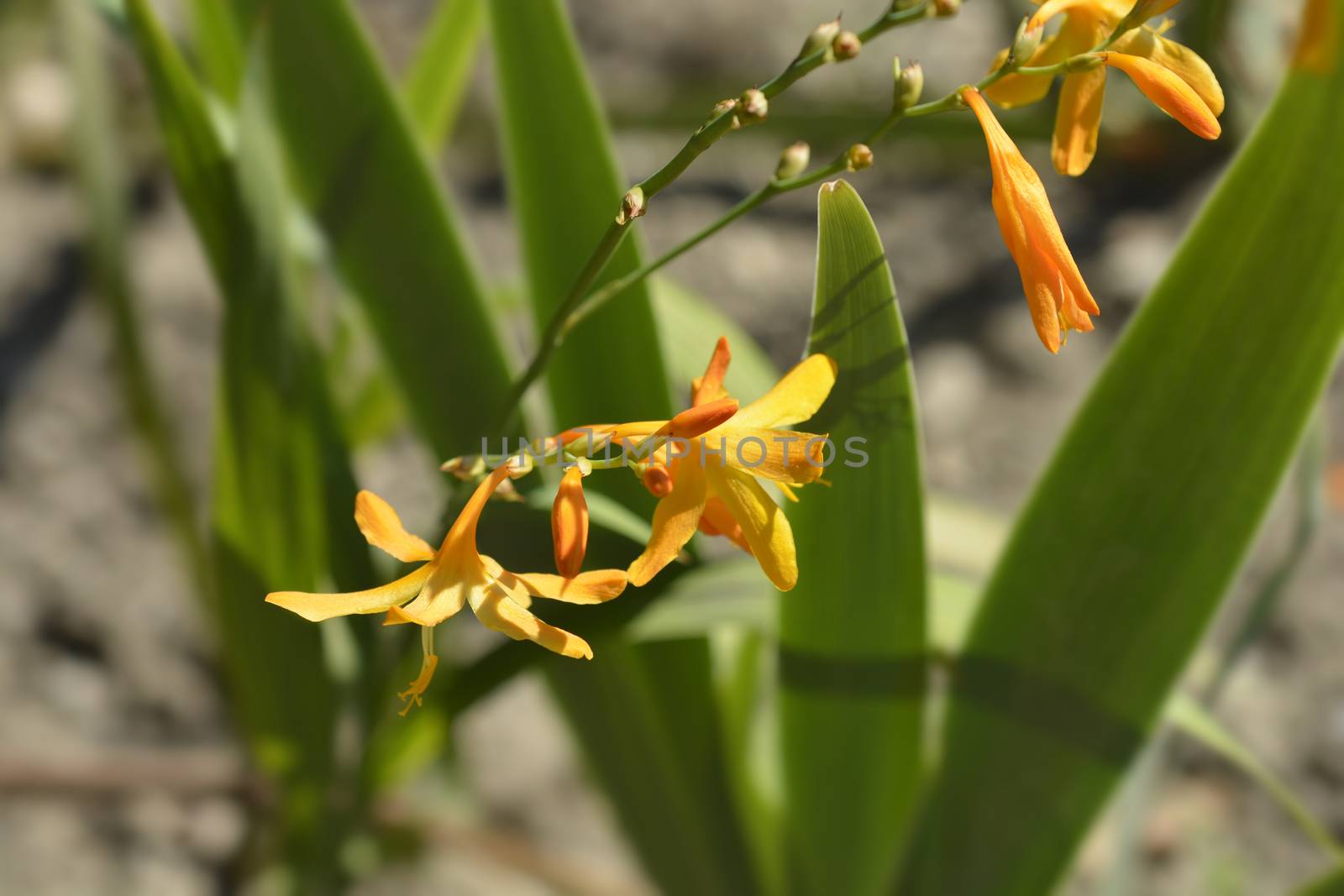 Montbretia Norwich Canary flowers - Latin name - Crocosmia x crocosmiiflora Norwich Canary