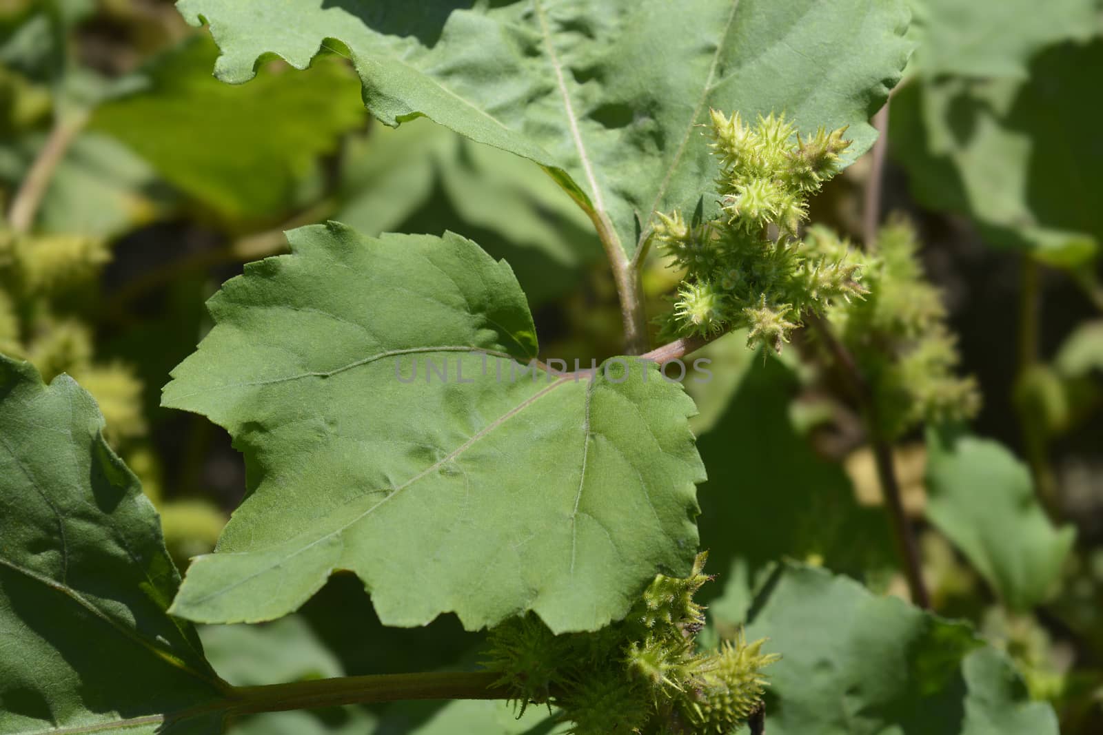 Beach cocklebur - Latin name - Xsantium orientale subsp. italicum (Xsantium strumarium subsp. italicum)