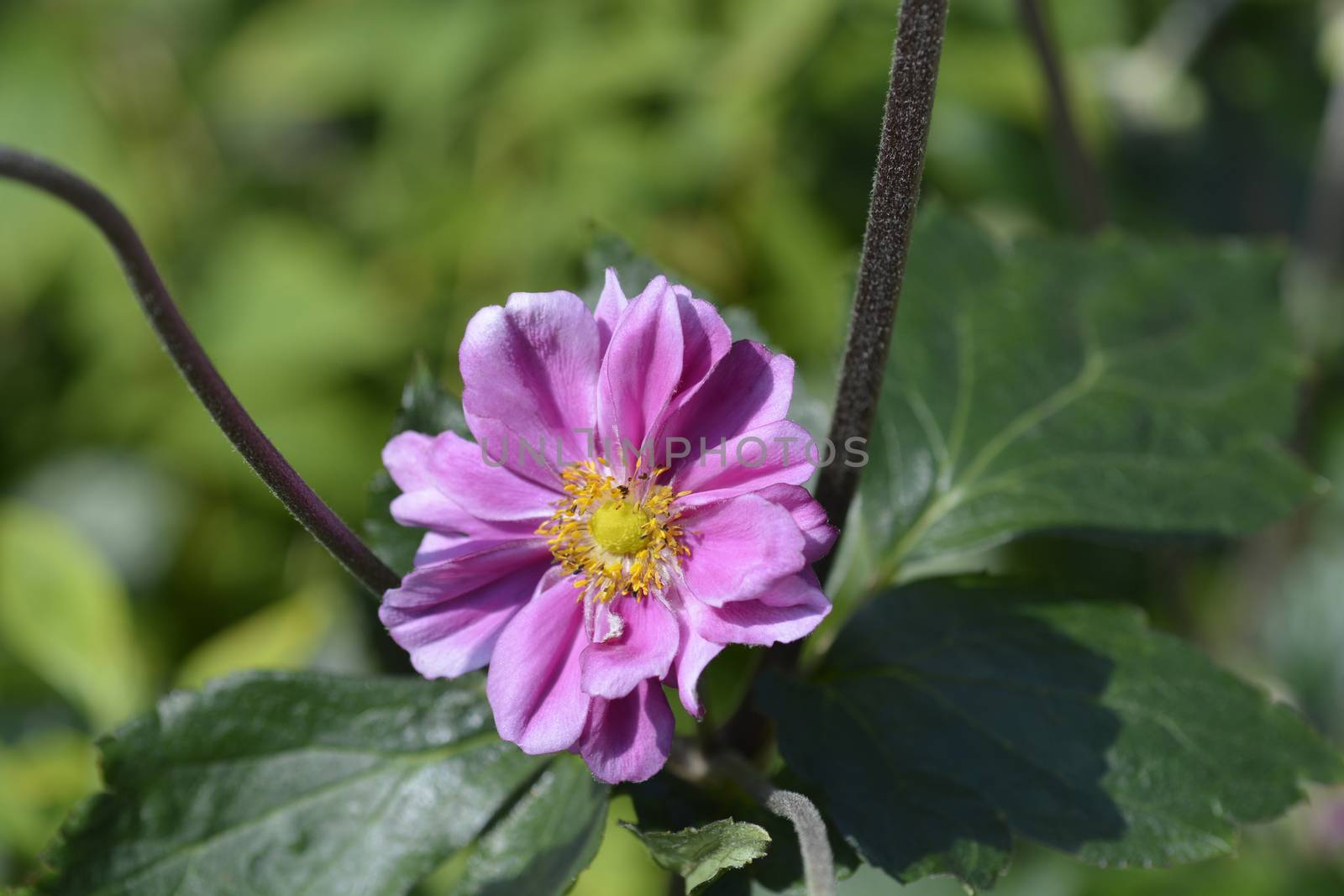 Pink Japanese anemone Koenigin Charlotte (Queen Charlotte) - Latin name - Anemone * hybrida Koenigin Charlotte