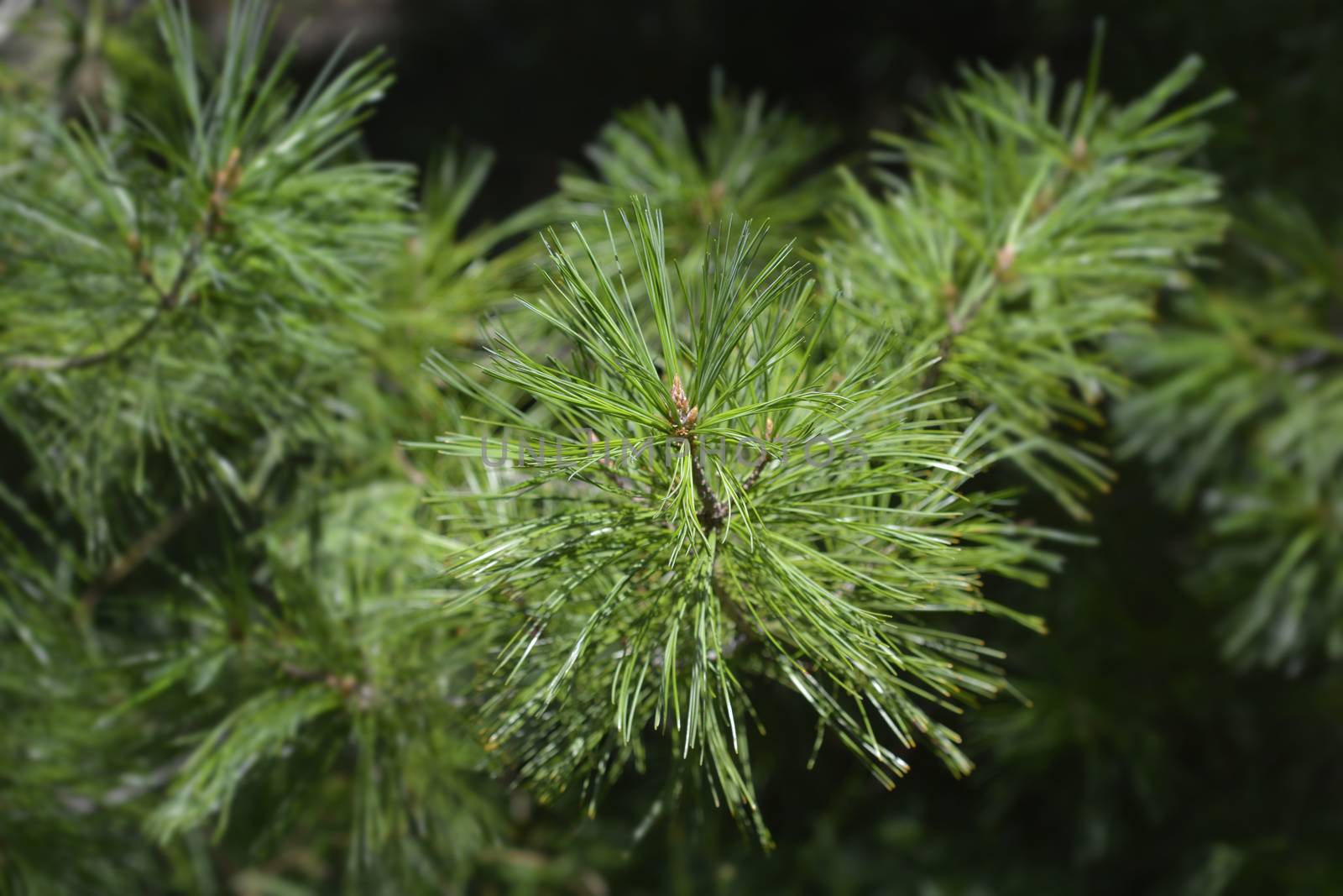 Armand pine branch - Latin name - Pinus armandii