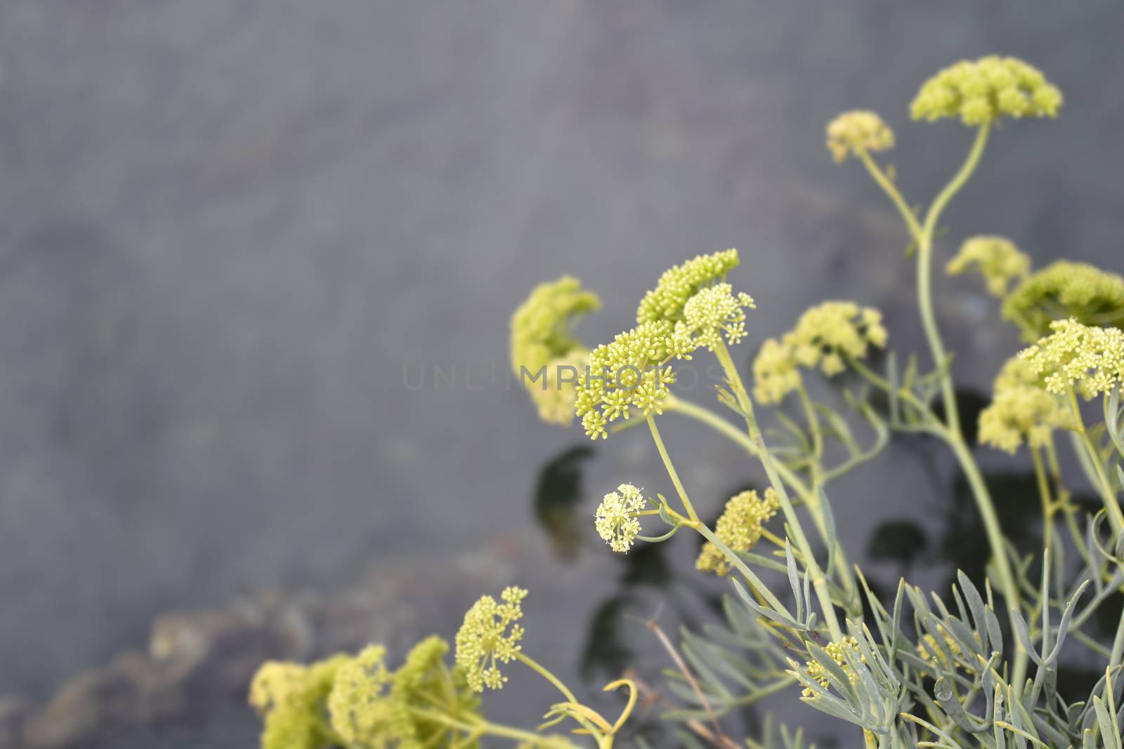 Sea fennel flowers by nahhan